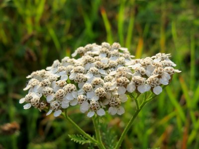 20140930Achillea_millefolium