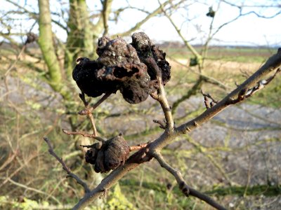 20150203Ulmus_minor24
