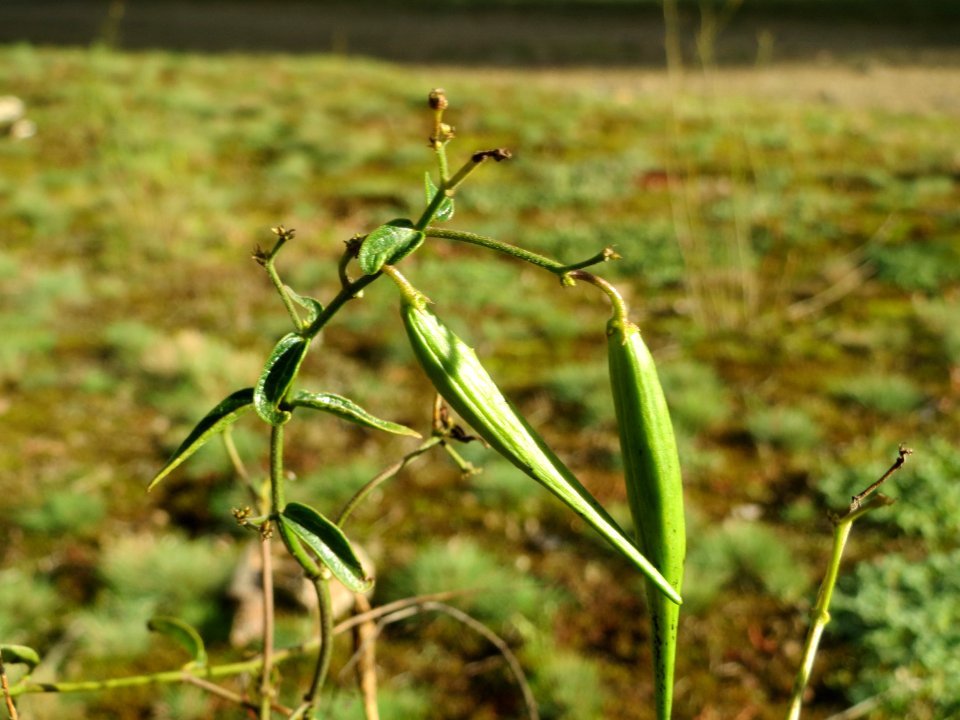 20141017Vincetoxicum_hirundinaria1