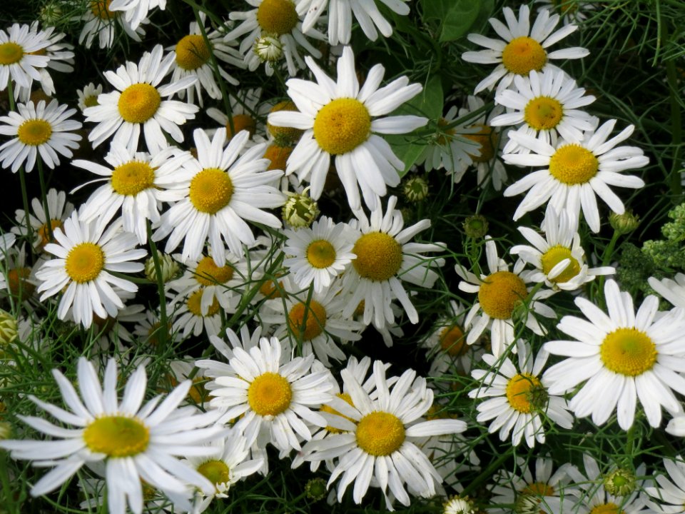 20140929Tripleurospermum_inodorum1