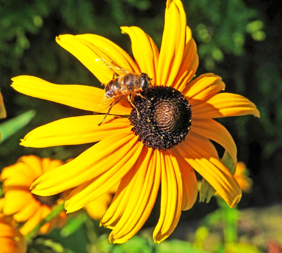 Bloom bee honey bee