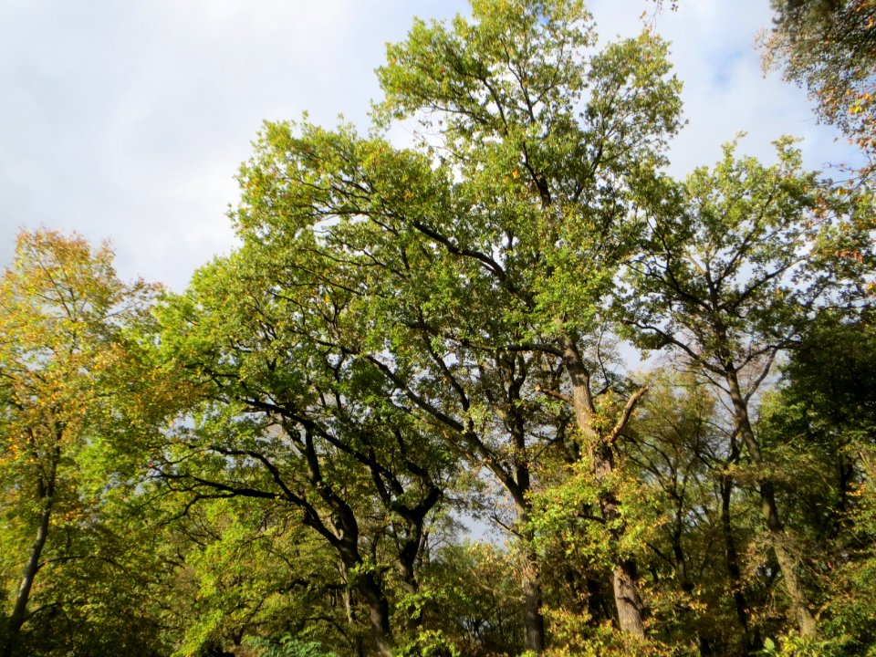 20141017Quercus_robur1
