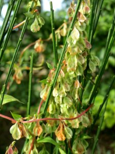 20140928Fallopia_dumetorum3