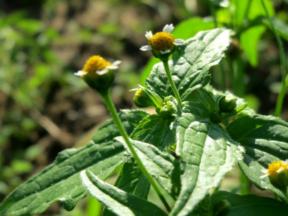 20141014Galinsoga_parviflora