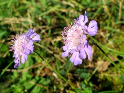 20141018Scabiosa_columbaria8