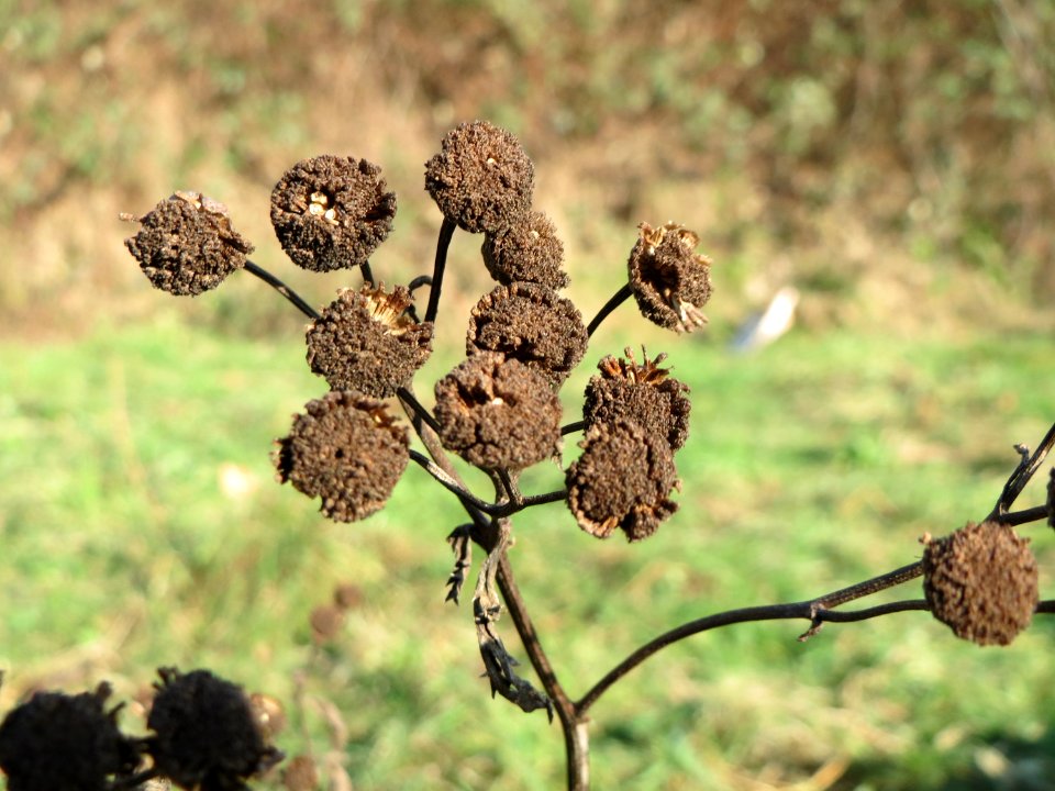 20150207Tanacetum_vulgare