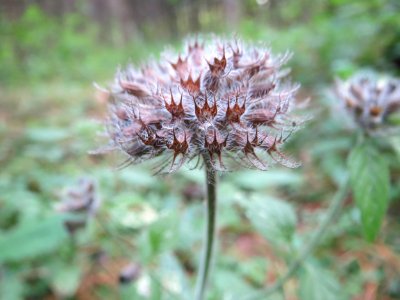 20141015Clinopodium_vulgare1