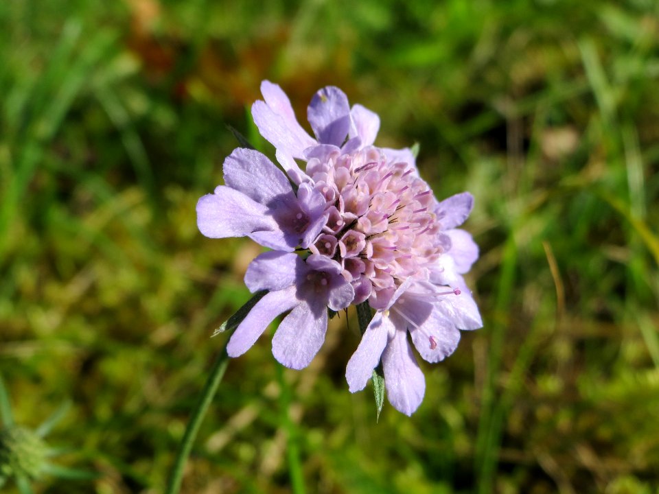 20141018Scabiosa_columbaria2