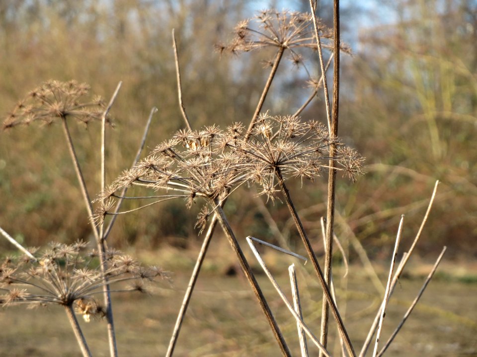 20150211Heracleum_sphondylium2