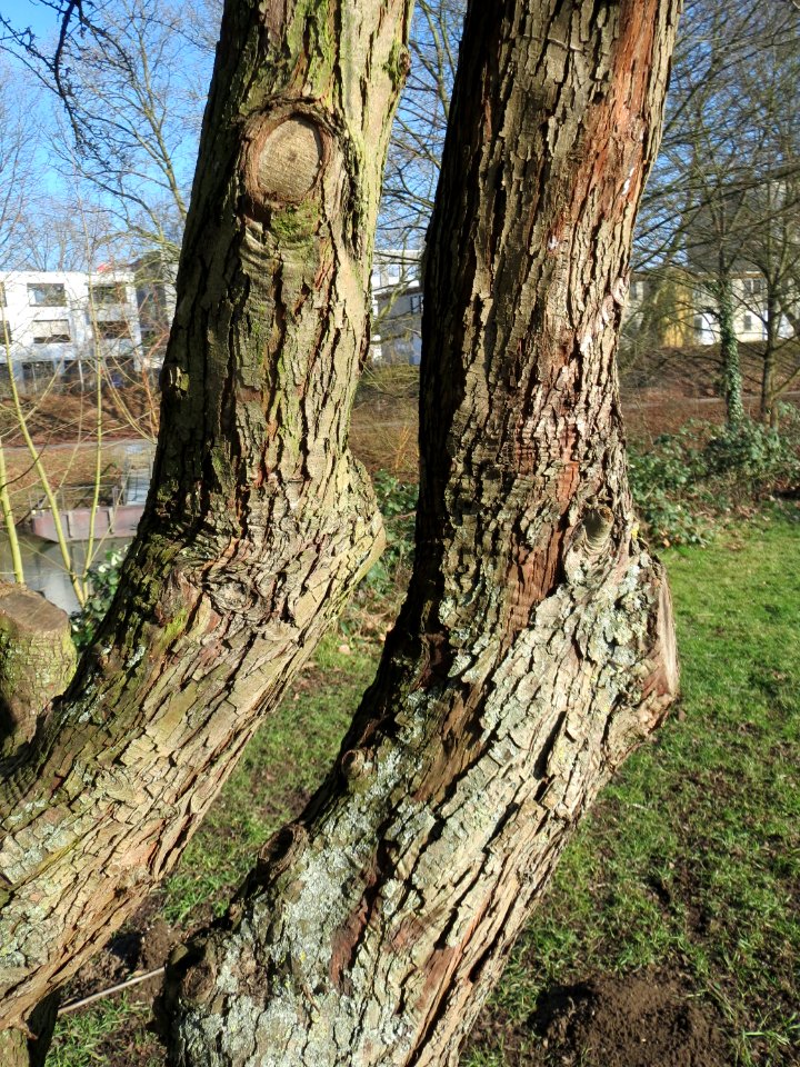 20150207Crataegus_monogyna2
