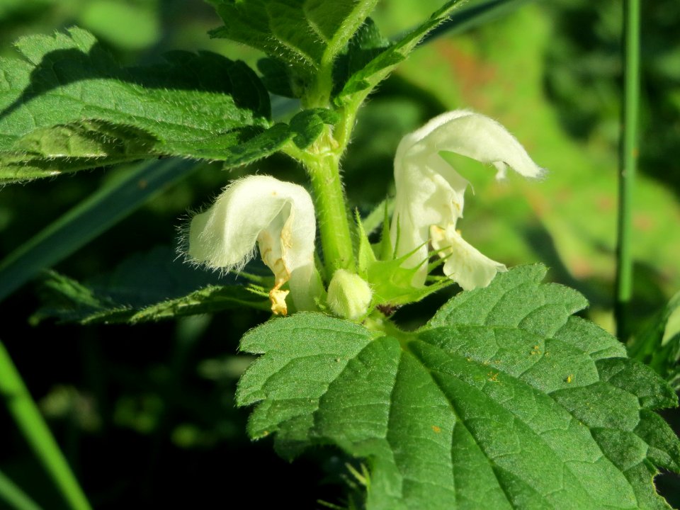 20141014Lamium_album1