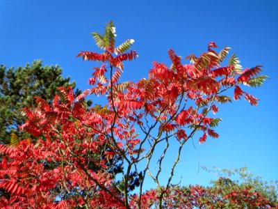 20141018Rhus_typhina2