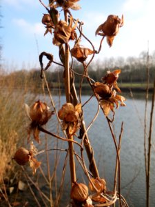 20150211Calystegia_sepium1