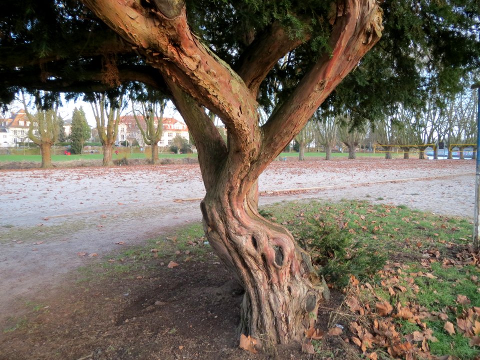20150208Taxus_baccata2