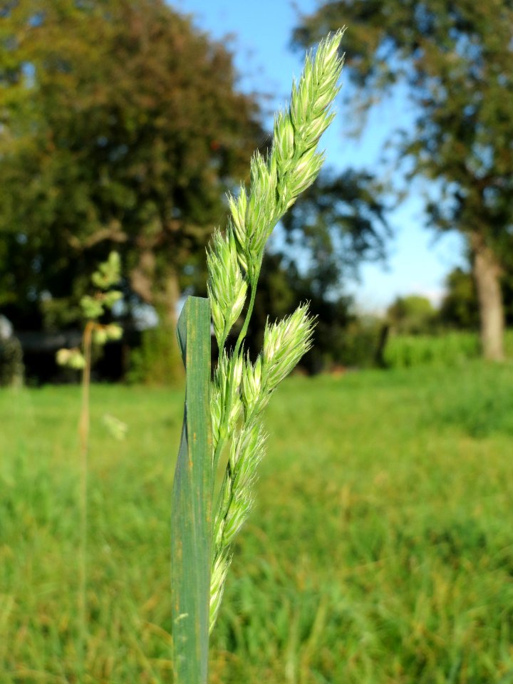 20141014Dactylis_glomerata5