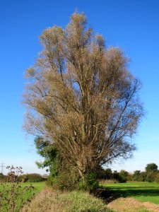 20141018Salix_alba