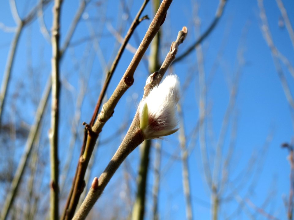 20150207Salix_caprea2