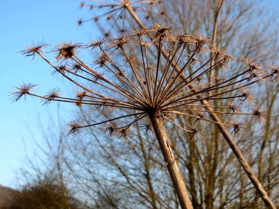 20150211Heracleum_sphondylium4
