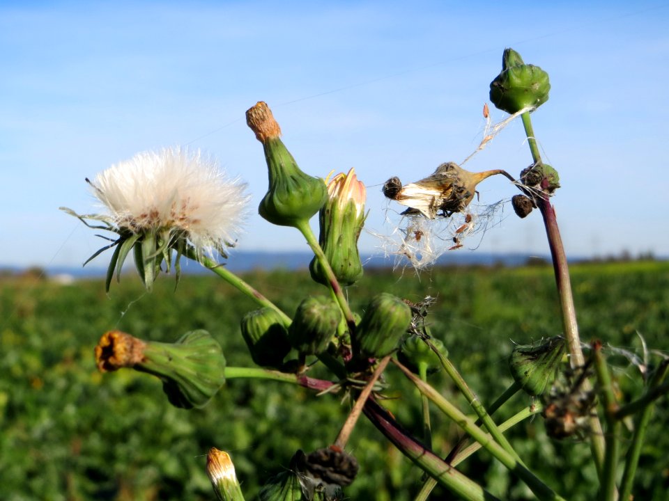 20141018Sonchus_asper