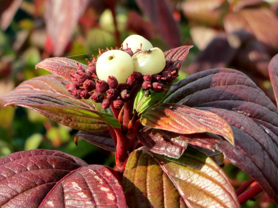 20141015Cornus_alba3