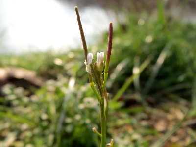 20150211Cardamine_hirsuta1