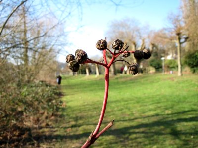 20150207Cornus_sanguinea1