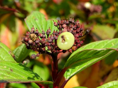 20141015Cornus_alba1