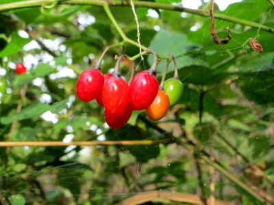 20140928Solanum_dulcamara