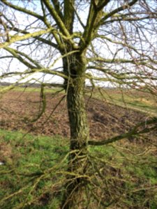20150203Ulmus_minor09