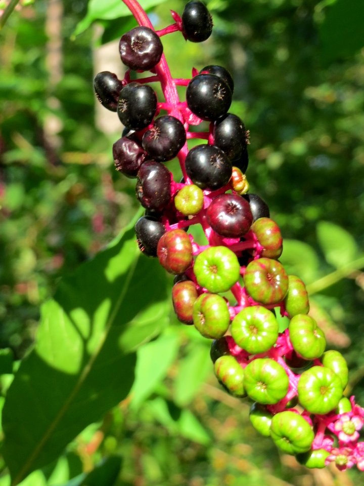 20140926Phytolacca_americana1