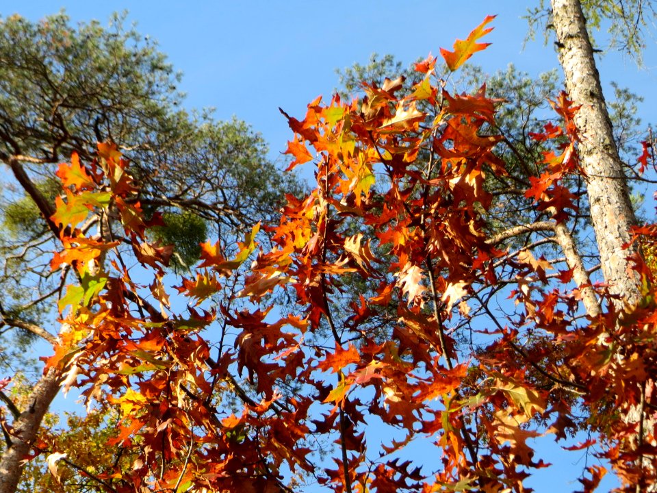 20141015Quercus_rubra5