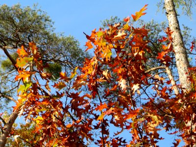 20141015Quercus_rubra5
