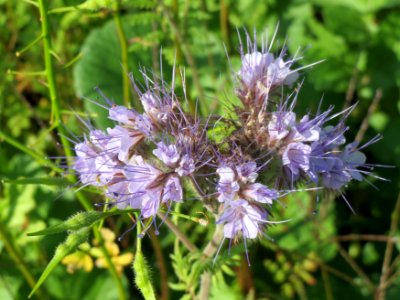 20140926Phacelia_tanacetifolia1