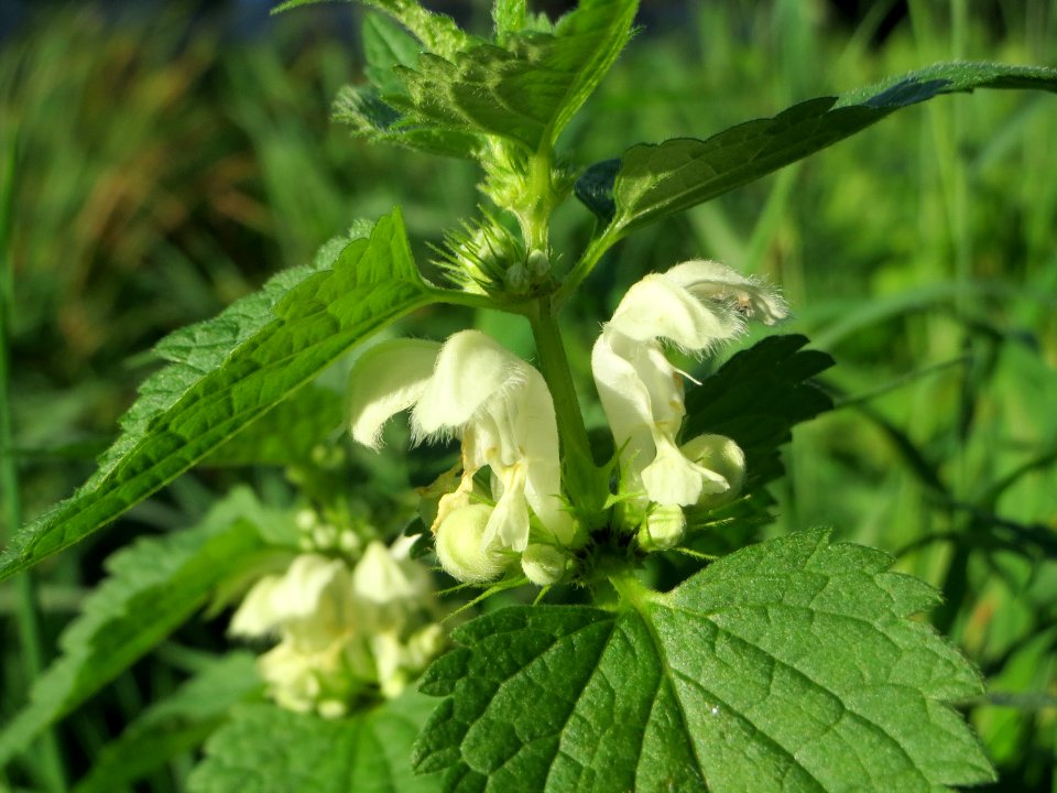 20141014Lamium_album3