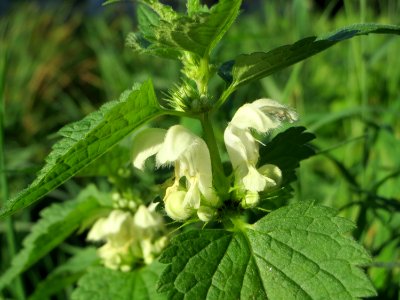 20141014Lamium_album3