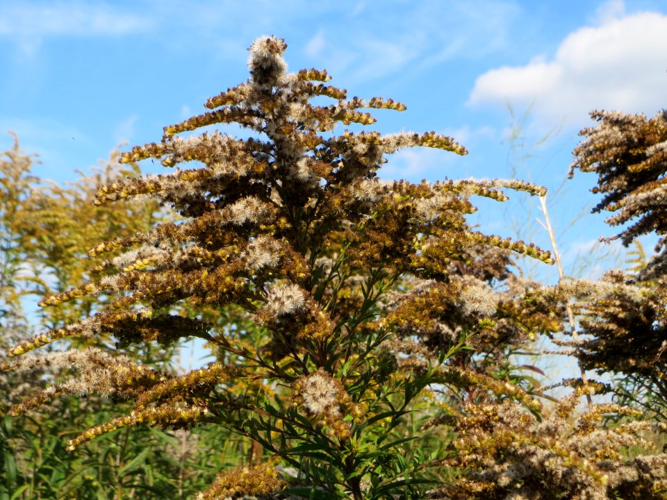 20140926Solidago_canadensis4