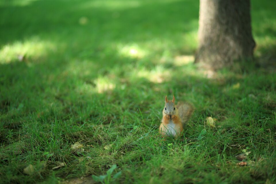 Green green grass animal