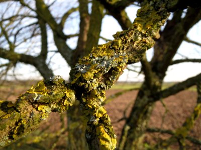 20150203Ulmus_minor13