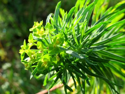 20141015Euphorbia_cyparissias2