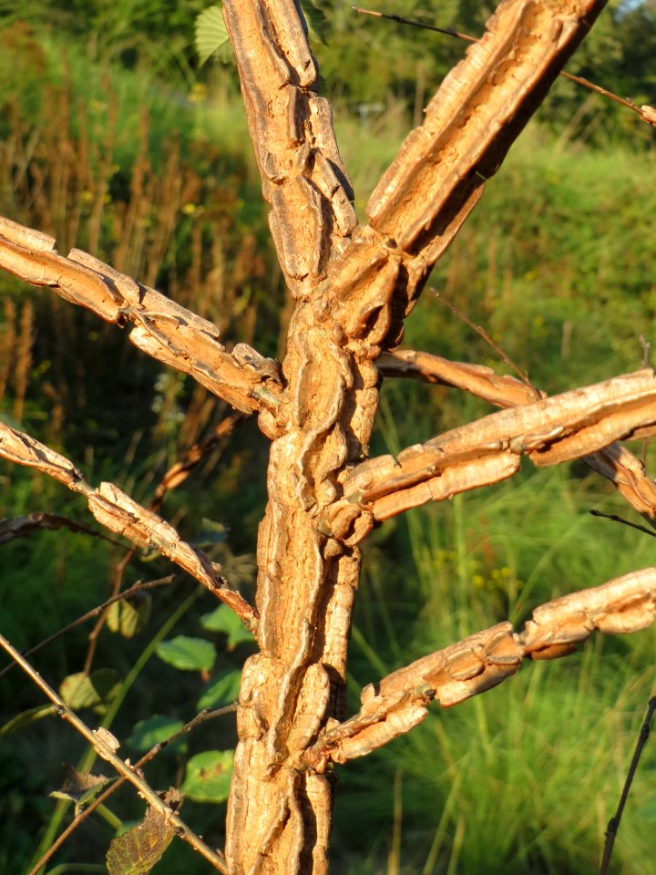 20140926Ulmus_minor1