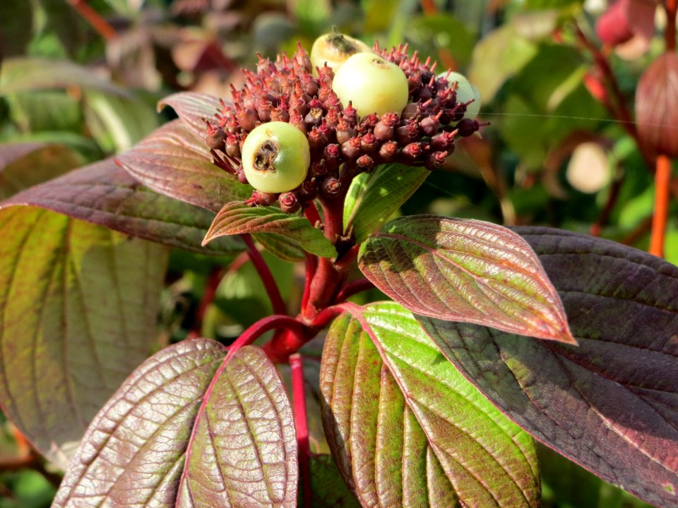 20141015Cornus_alba4