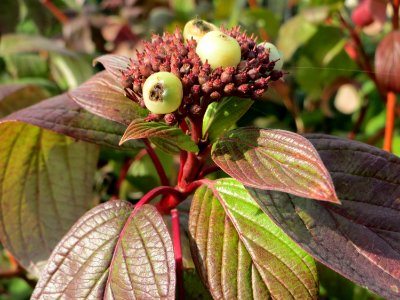 20141015Cornus_alba4