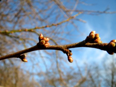 20150214Prunus_cerasifera2