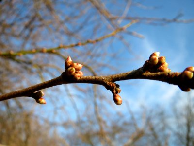 20150214Prunus_cerasifera2 photo