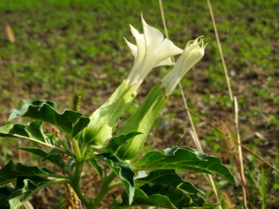 20140927Datura_stramonium