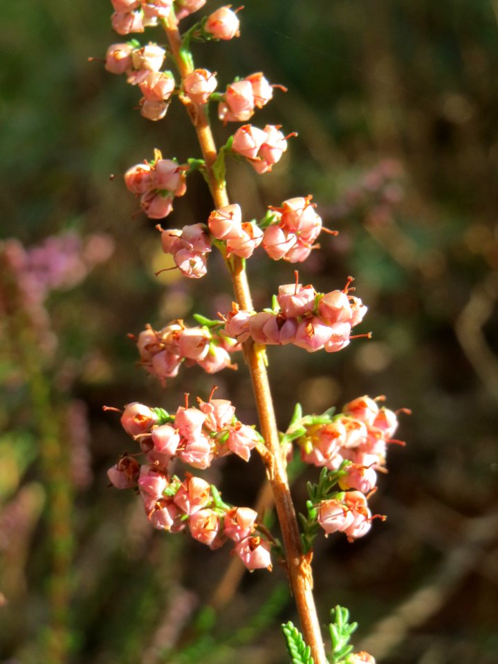 20141015Calluna_vulgaris1