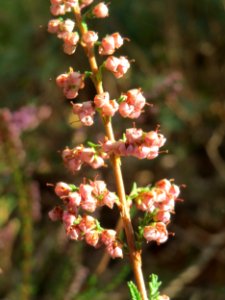 20141015Calluna_vulgaris1