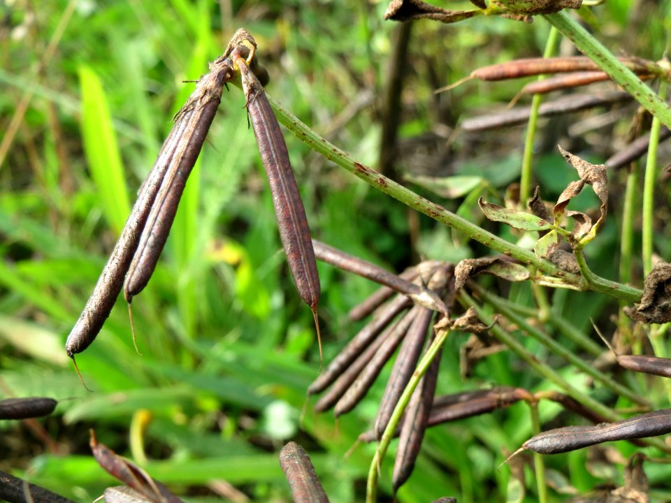 20141017Lotus_corniculatus4