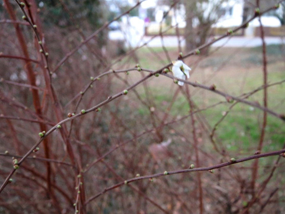 20150219Spierstrauch2