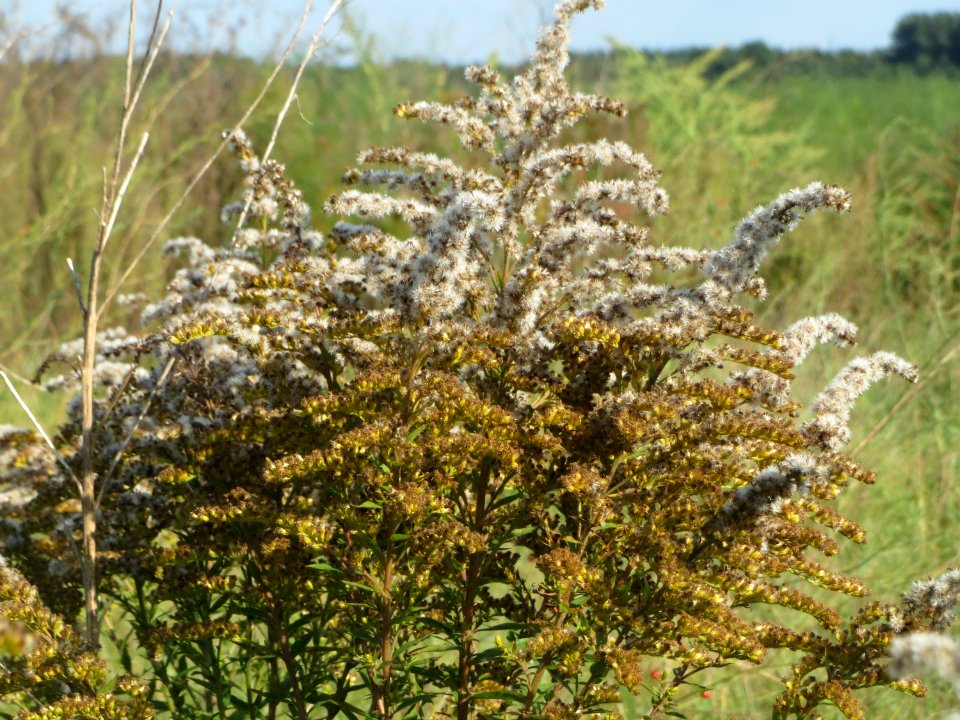 20140926Solidago_canadensis3